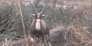 640?wx_fmt=gif