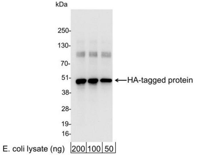 Epicypher热销产品——HA Tag CUTANA™ CUT&RUN Antibody