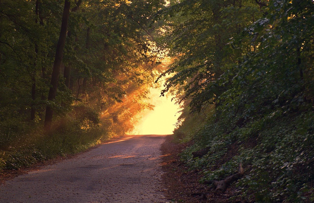 sunlight at end of path