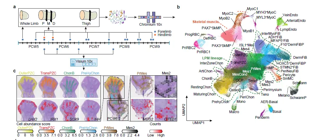 10X单细胞空间联合分析解析的人类胚胎limb cell图谱_a human embryonic limb cell atlas ...