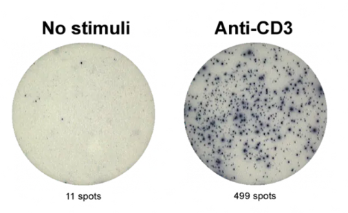 Anti-human IL-2 mAbs (MT2A91/2C95), unconjugated—Mabtech热销产品