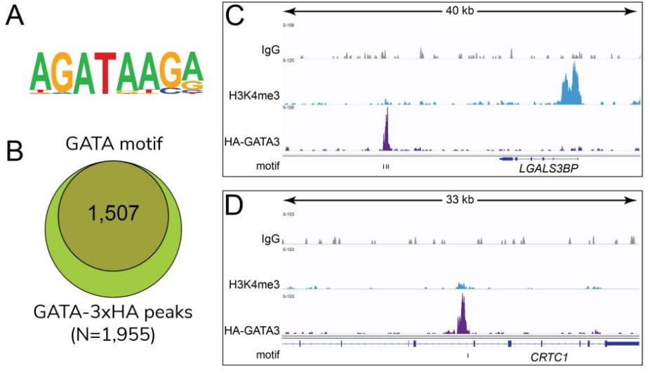 Epicypher热销产品——HA Tag CUTANA™ CUT&RUN Antibody