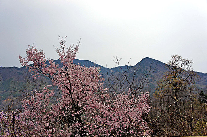 [转载]浙西大峡谷——山花烂漫