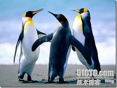 Penguins