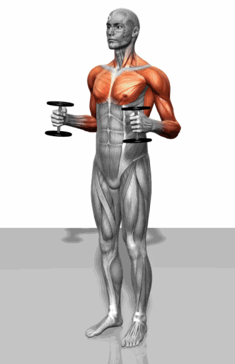 史上最全肌肉锻炼动图，别再瞎练了