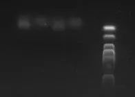 pcr管是什么MPB ｜ 中科院生态环境中心邓晔等-细胞内融合基因技术 (epicPCR) 测定功能类群多样性..._https://www.jmylbn.com_新闻资讯_第3张
