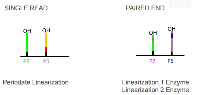 linearization