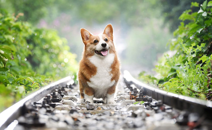 Corgi