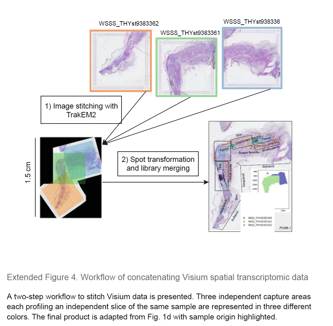 10X单细胞空间联合分析解析的人类胚胎limb cell图谱_a human embryonic limb cell atlas ...