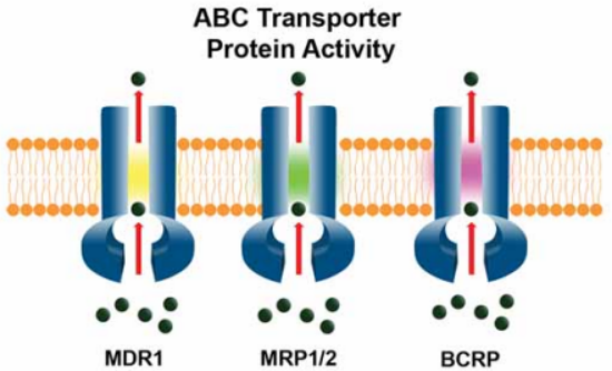 ENZO热销产品——EFLUXX-ID®多药耐药性分析试剂盒
