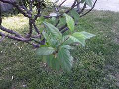 WinCE6.0双雄 酷派N900/魅族M8对比评测