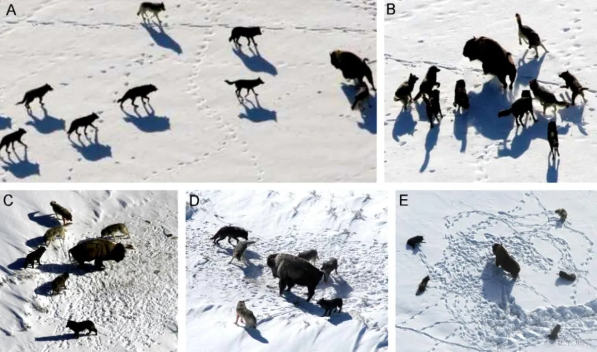 【优化求解】多目标灰狼优化算法MOGWOmatlab源码_Grey Wolf Optimizer_02