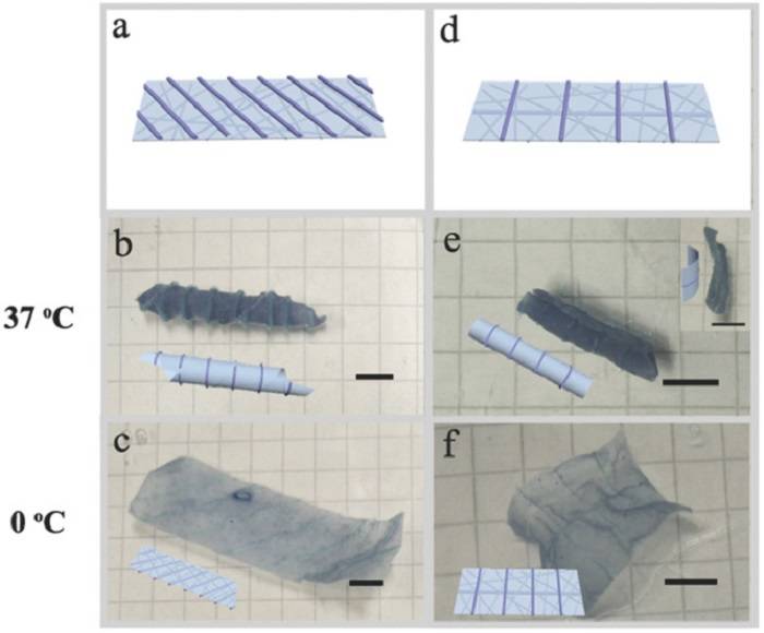3D打印与静电纺丝相结合，实现快速响应和增强水凝胶致动器的可设计性