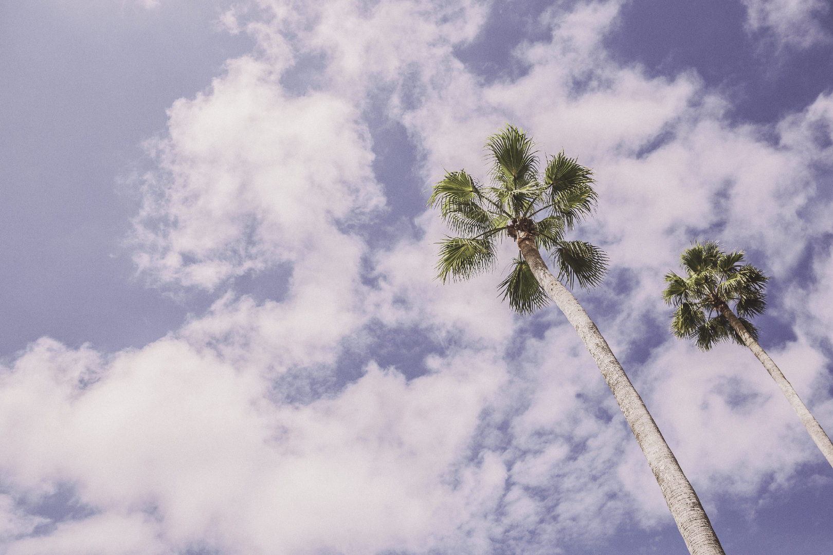 gratisography-plam-trees-summer