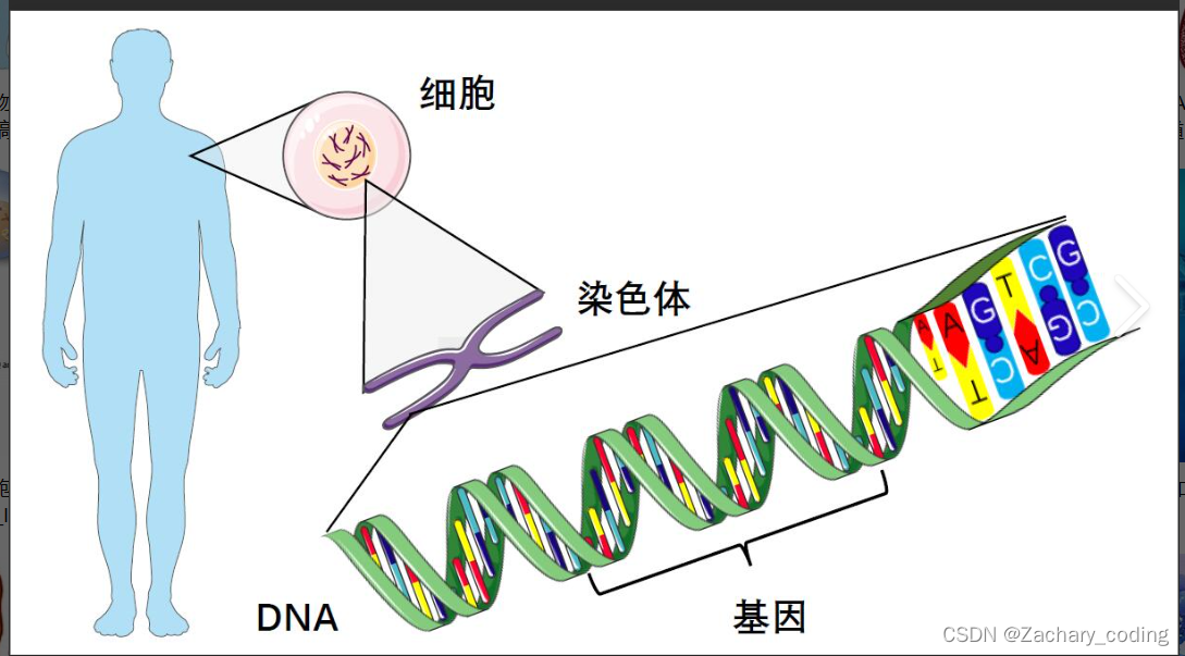 【十分钟速成系列】--遗传算法(GA)(含py代码)_ga算法流程图-CSDN博客