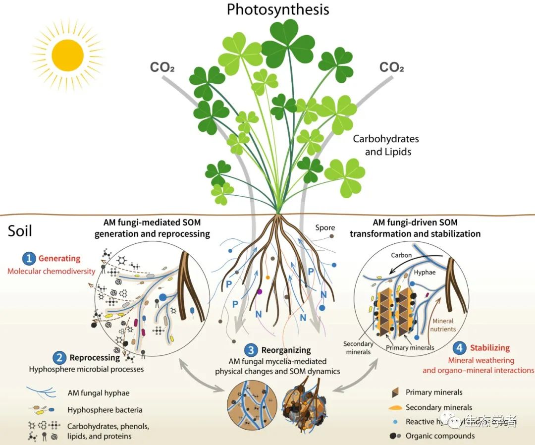 New Phytologist | 丛枝菌根真菌介导的土壤有机质动态过程的新概念框架_soil organic matter dynamics ...