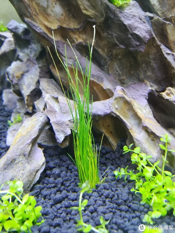 开缸种草篇