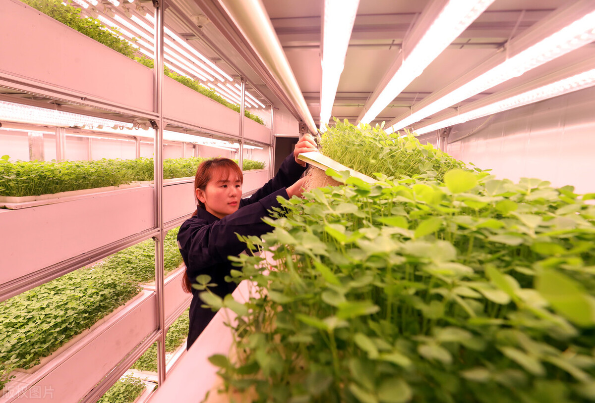 打破食品生产的界限，集装箱如何在农场种植农作物？