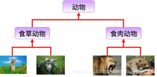 动物