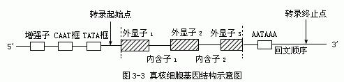 非编码区和编码区、启动子和终止子