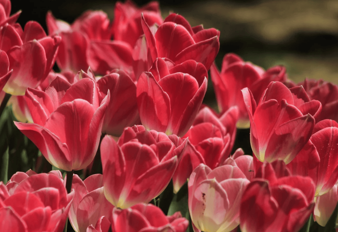 期权知识科普！看跌期权是什么意思？_有担保的看跌期权策略是什么意思-CSDN博客