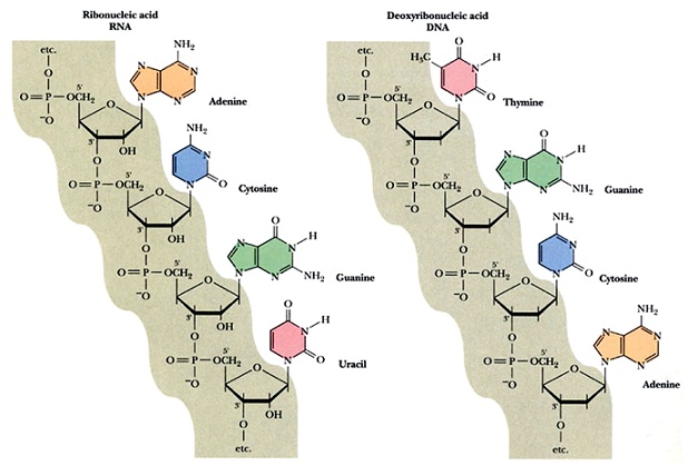 在dna分子中,相邻核苷酸以3,5-磷酸二酯键连接构成长链