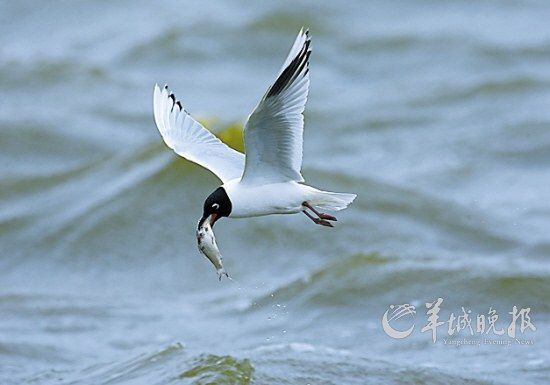 黑嘴鸥，它们似乎永远填不饱自己的肚子，而海塘里的鱼几乎唾手可得。