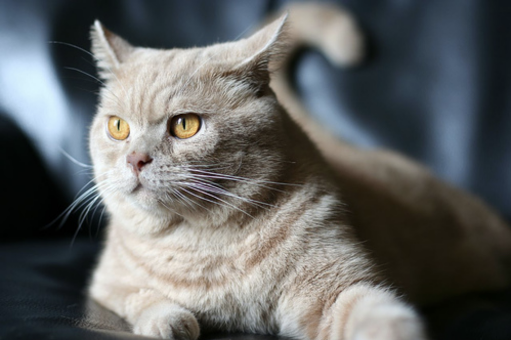 e53f1ec79f19c26dd9f97b0cdba86f78.png