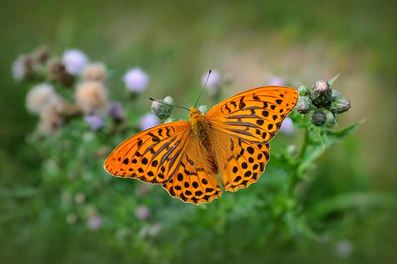 Photograph of a butterfly