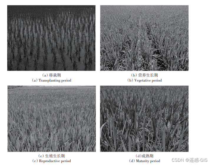水稻生长关键物候期
