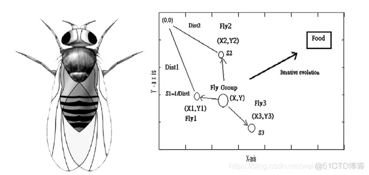 【优化求解】果蝇优化算法_算法