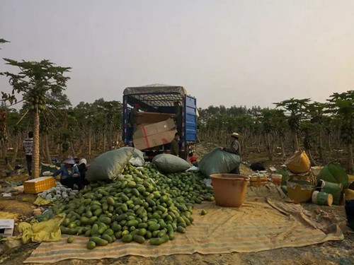 利用短视频操作滞销水果售卖 零成本倒卖也能年赚百万元1561 作者:福缘资源库 帖子ID:87653