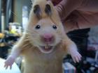 animal_4.jpg