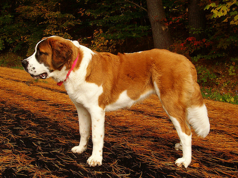 dog2.jpg