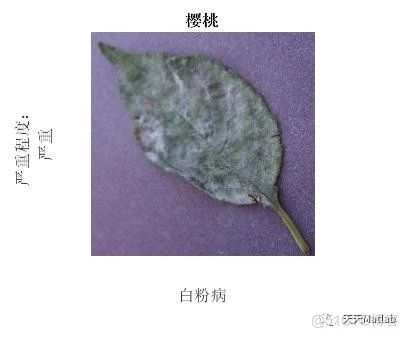 【图像识别】基于VGG19的果树叶子病虫识别附Matlab代码_无人机_03