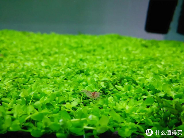 开缸种草篇