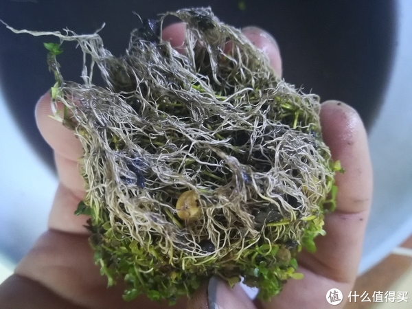 开缸种草篇
