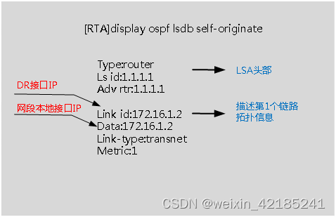 Router-LSA结构简述(transnet网段)_route-lsa解析-CSDN博客