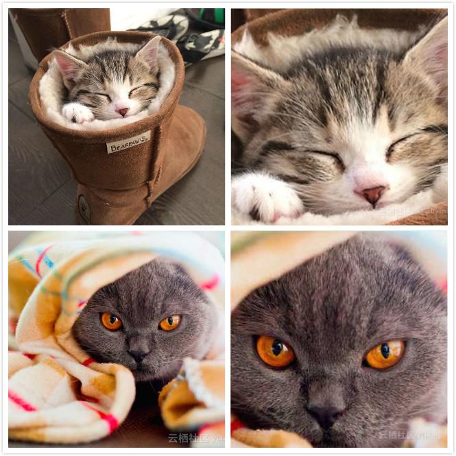 左图：较难分类的猫咪图像。 右图：生成简化分类管道的转换图像。