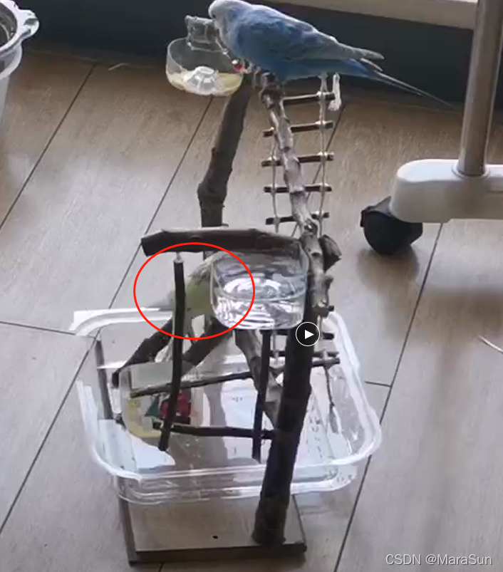 The yellow one climbed to the first perch of the toy