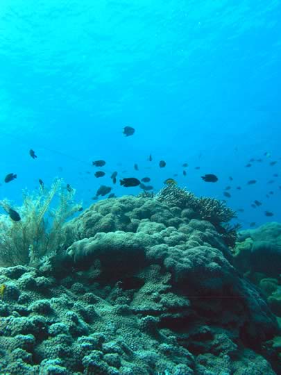 Coral reef