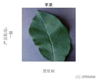 【图像识别】基于VGG19的果树叶子病虫识别附Matlab代码_路径规划