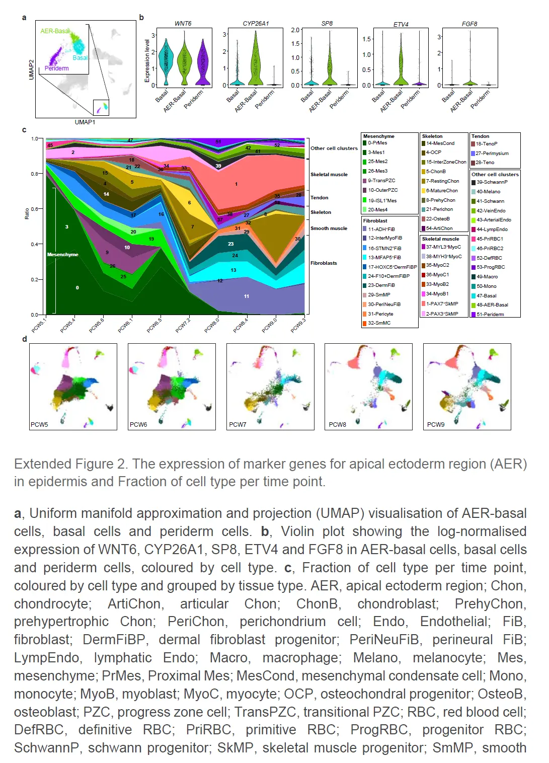 10X单细胞空间联合分析解析的人类胚胎limb cell图谱_a human embryonic limb cell atlas ...