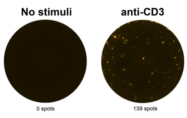 Anti-human IL-2 mAbs (MT2A91/2C95), unconjugated—Mabtech热销产品