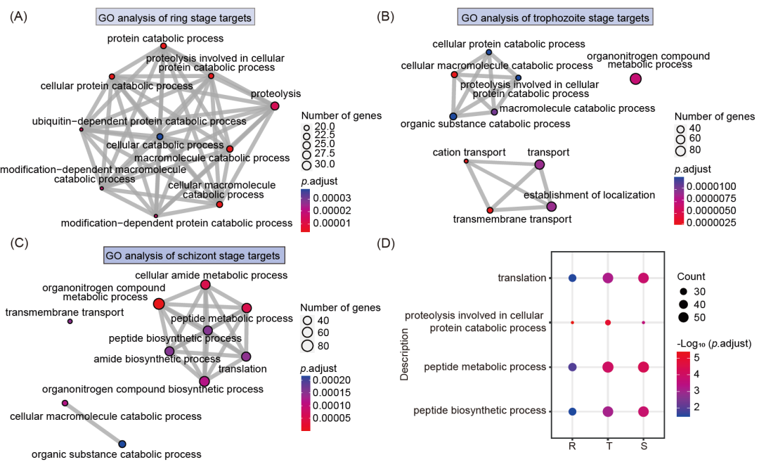 abp 统计怎么做iMeta ｜ 王继刚／戴凌云／徐承超／韩光-基于光亲和标记策略鉴定青蒿素在恶性疟原虫红细胞内期中的抗疟靶标..._https://www.jmylbn.com_新闻资讯_第5张