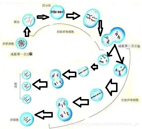 细胞分裂的过程
