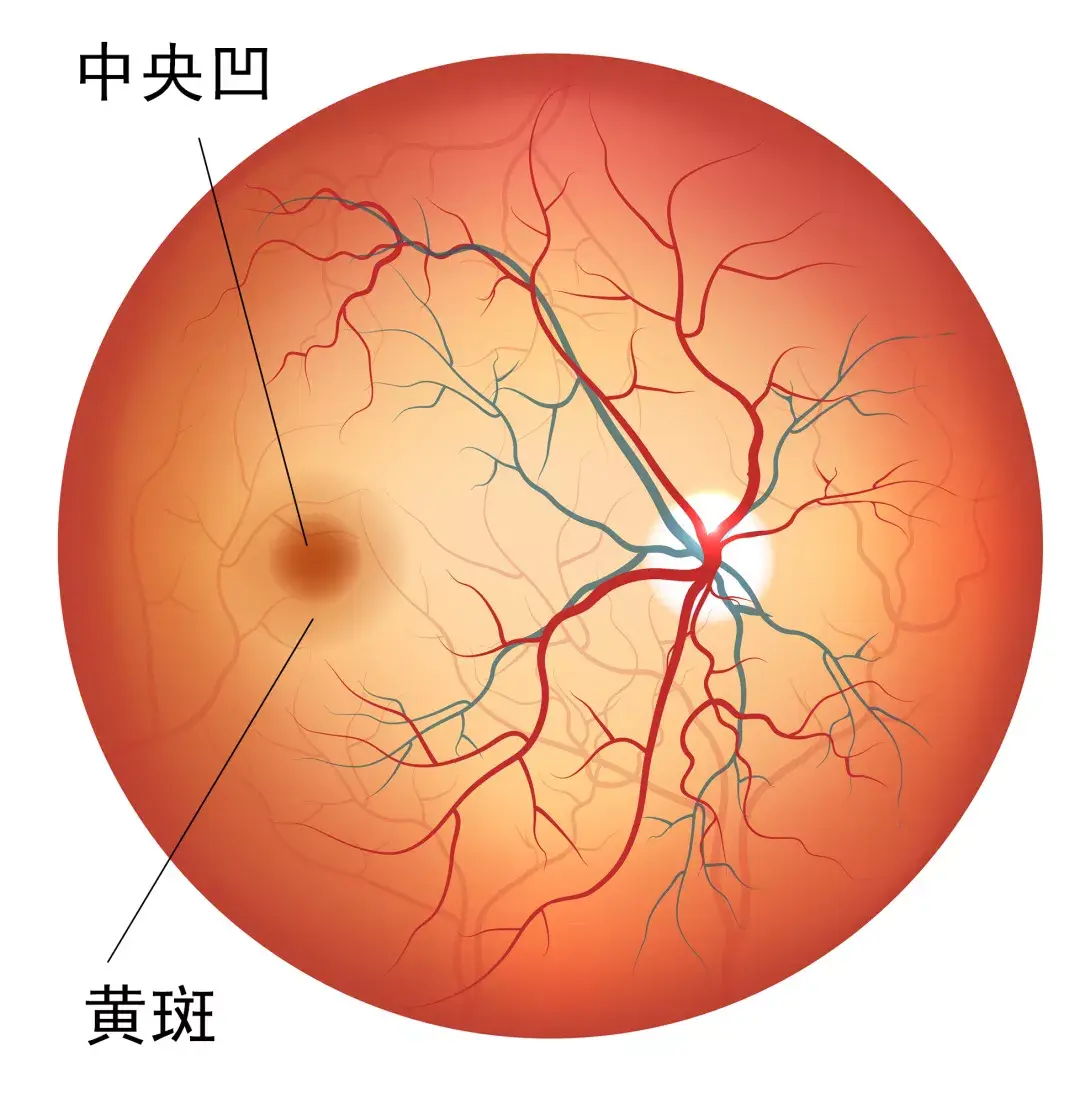 2530112-1638a8967905e222.png