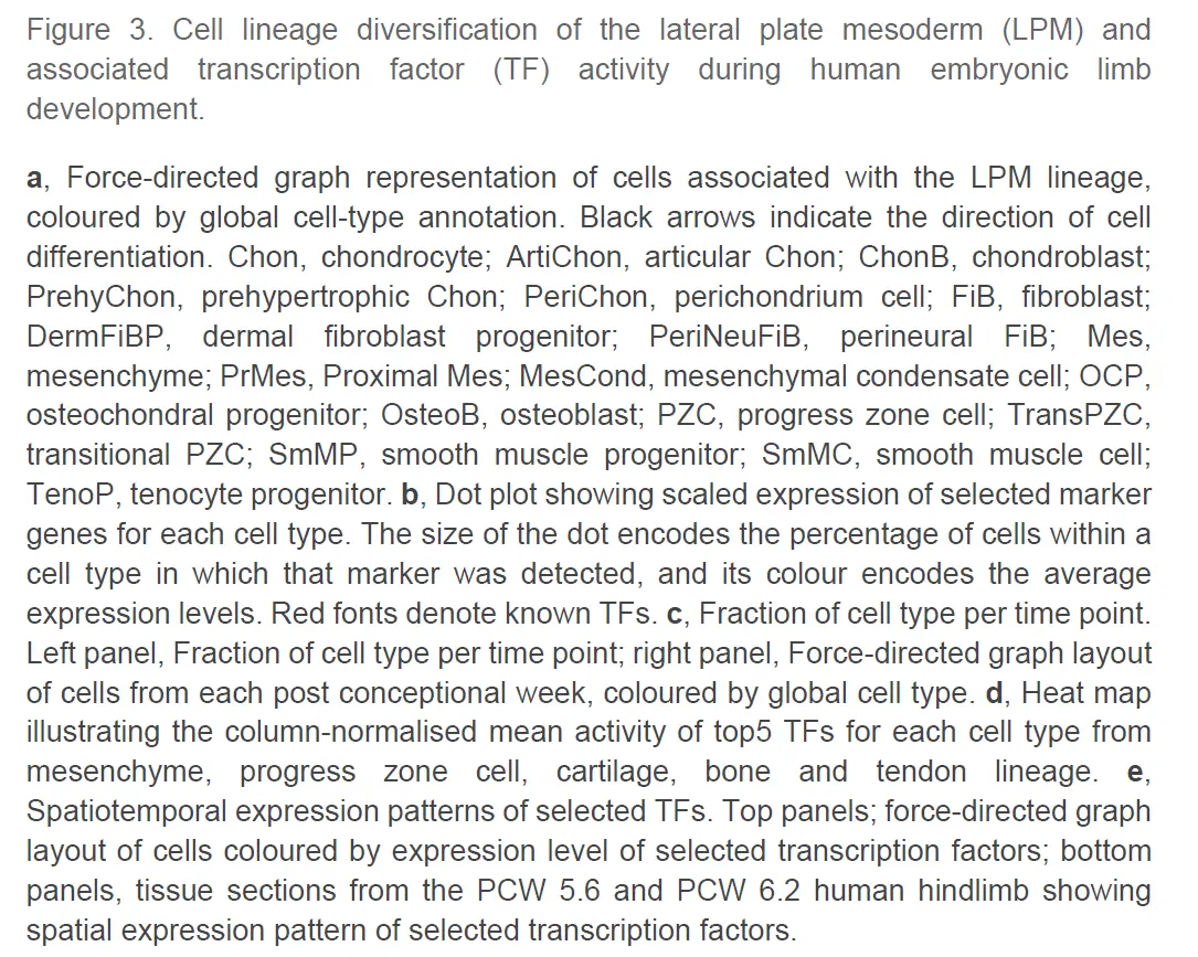 10X单细胞空间联合分析解析的人类胚胎limb cell图谱_a human embryonic limb cell atlas ...