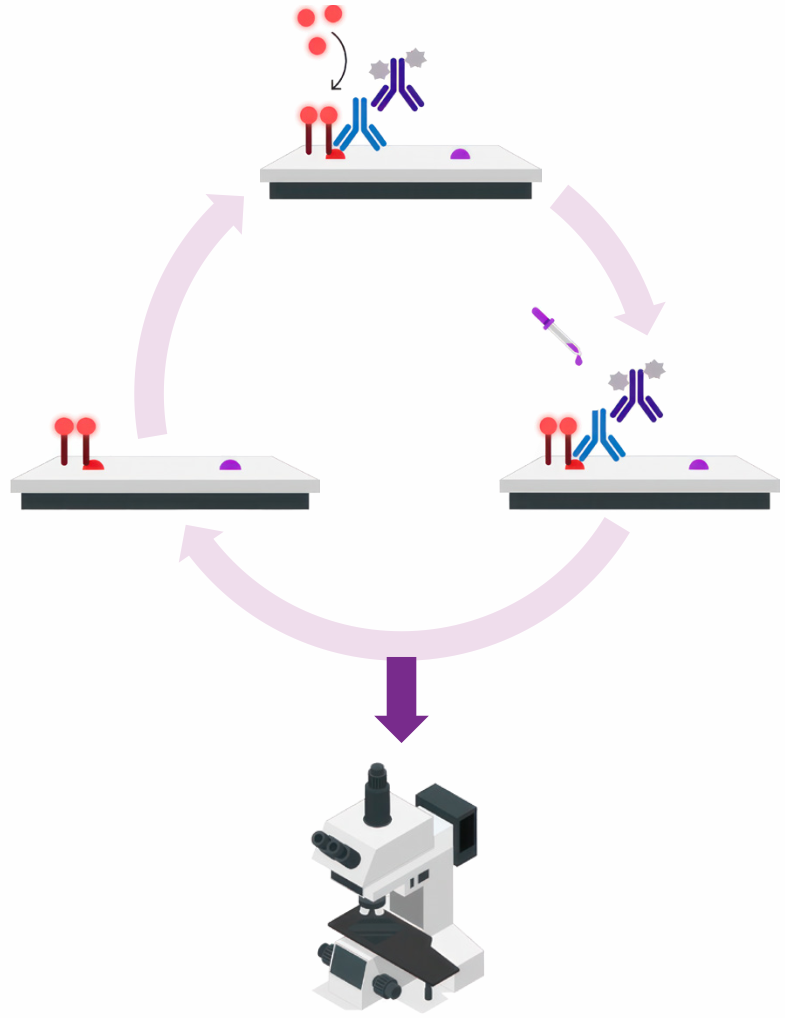 VectaPlex™ Antibody Removal Kit  ——简化您的多重免疫荧光(mIHC)染色