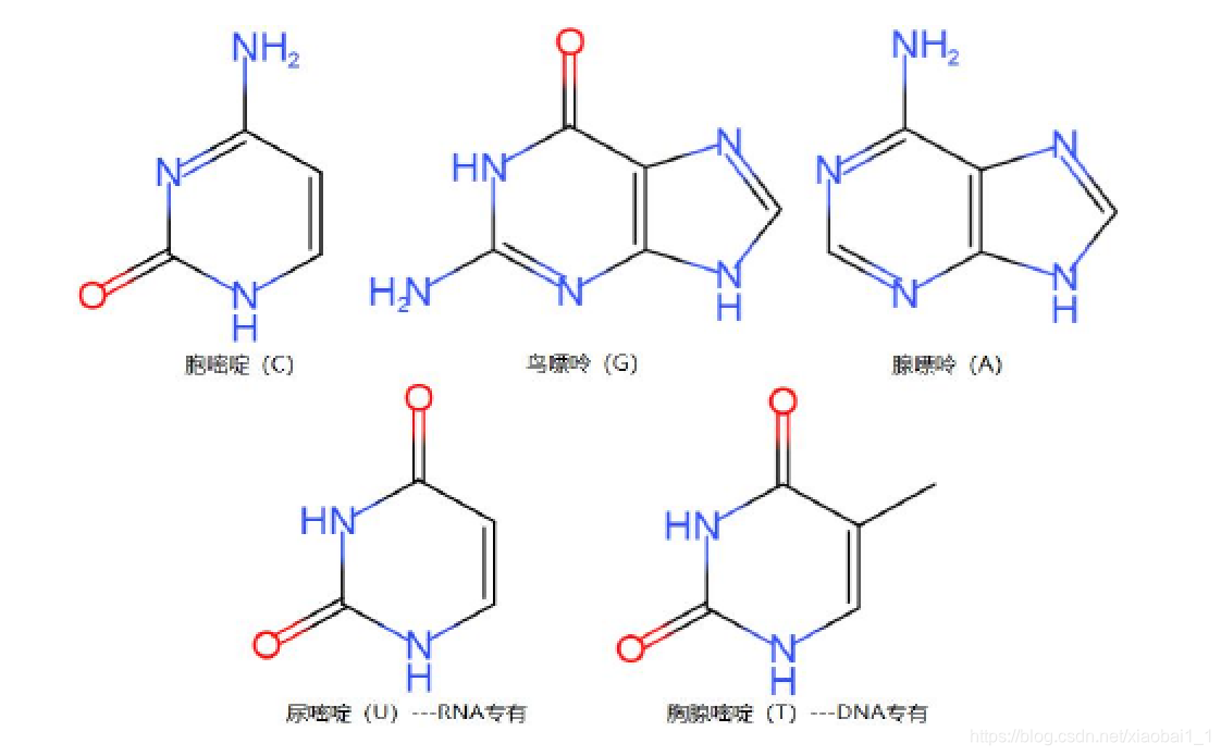 RNA的结构与功能解析-CSDN博客